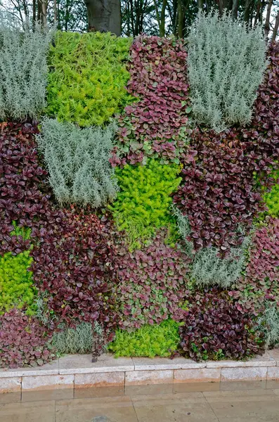 stock image A vertical planted wall in a contemporary garden