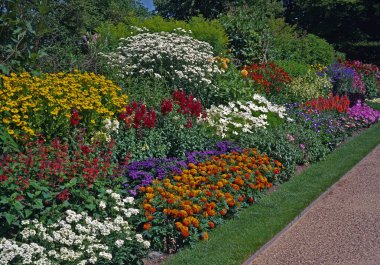 Blocks of colour in a long sunny flower border at Nymans Garden clipart