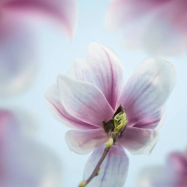 Close Van Witte Roze Magnolia Bloemen Bloeien Wazig Natuur Achtergrond — Stockfoto