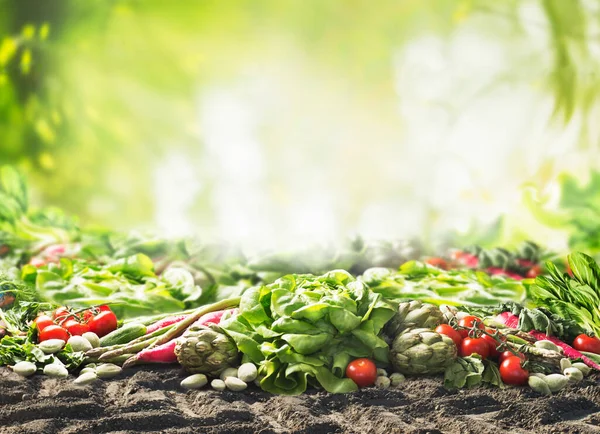 Группа Различных Уборки Органических Овощей Почве Солнечном Летнем Саду Зеленый — стоковое фото