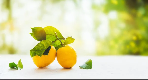 Органические Лимоны Ветке Зелеными Листьями Белом Столе Зеленом Летнем Саду — стоковое фото