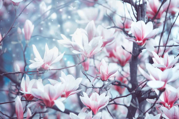 Frühling Mit Magnolienblüte Draußen — Stockfoto