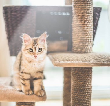 Genç komik kırmızı kedi yavrusu kedi ağacında oturuyor. Safkan Sibirya kedisi. Kedi kameraya bakıyor.