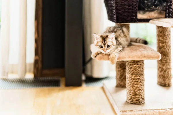 Rolig Kattunge Leker Kattträdet Vardagsrummet Sibirisk Renrasig Katt — Stockfoto