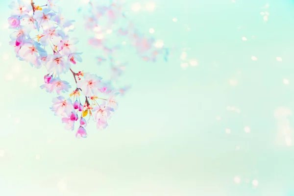 Primavera Fiore Ciliegio Rosa Con Sole Bokeh Sfondo Blu Turchese — Foto Stock