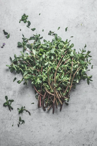 Fresh Herbs Bunch Gray Concrete Background Top View — Stock Photo, Image