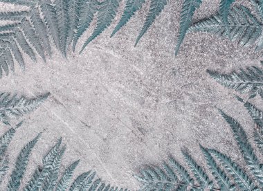 Pastel renkli eğreltiotu yaprakları gri taş arka planda. Üst Manzara. Düz yatıyordu. Çerçeve