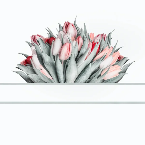 Mazzo Tulipani Freschi Con Cornice Layout Sfondo Bianco Minimo — Foto Stock