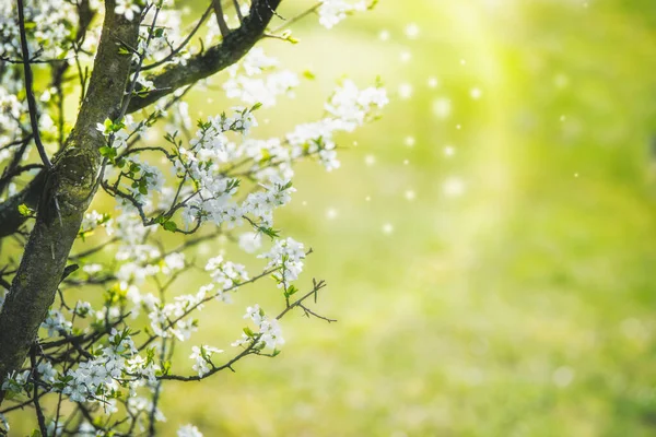 Bílý Jarní Květ Třešně Letícími Okvětními Lístky Bokeh Travnatém Zeleném — Stock fotografie