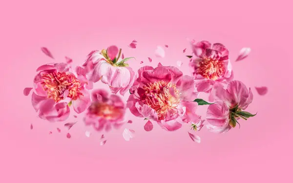 Fliegende Pfingstrosen Blühen Mit Fallenden Blütenblättern Vor Rosa Hintergrund Florales Stockbild