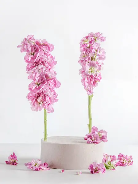 现代产品展示与白色的讲台 粉红色的花和花瓣在白色的背景 场景舞台展示 具有复制空间的前视图 图库图片