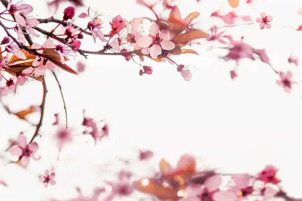 花びらボケと日光で白い背景に枝のピンクの桜の自然なフレーム スプリングタイム ストック画像