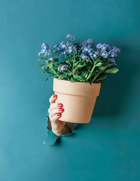 青い壁の背景にあるテラコッタの鍋に忘れられない花の紫色の咲く植物を握っている女性の手 ガーデニングコンセプト フロントビュー ストック写真
