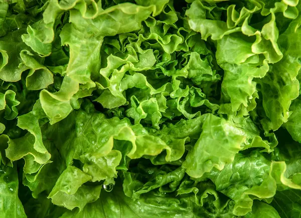 Nahaufnahme Von Grünem Salat Blätter Hintergrund Salatbestandteil Gesunde Und Ernährungsbewusste lizenzfreie Stockbilder