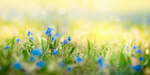 晴れた夏の自然の背景には 日光とボケの草に青い花が咲いています アウトドア ロイヤリティフリーのストック画像