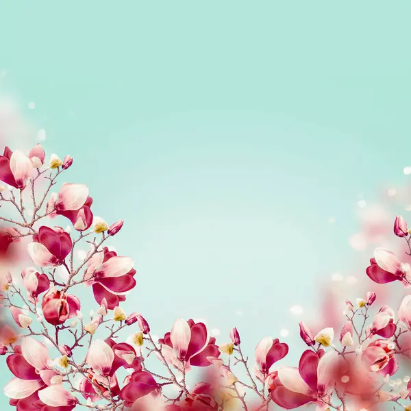 蓝绿色背景下美丽的粉红色木兰花开花枝条 春天的自然 图库照片