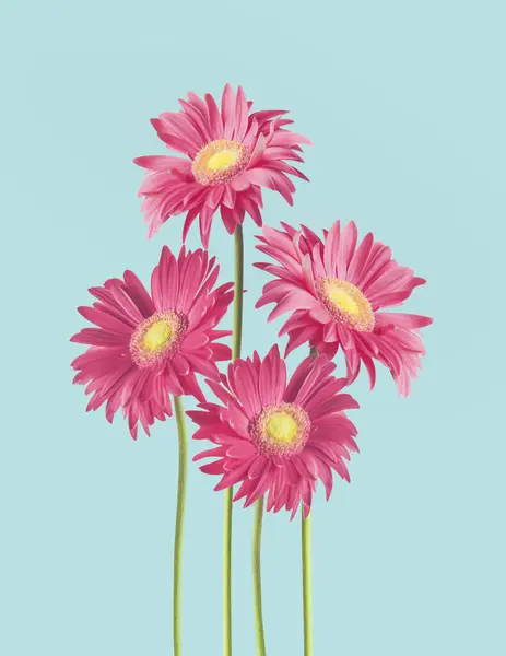 蓝色背景的可爱粉红菊花束 免版税图库照片