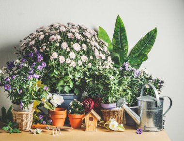 Bahçıvanlık konsepti, saksıda çiçekler, aletler, küçük ahşap kuş yuvası ve beyaz arka plandaki masada su bidonu. Ön görünüm.