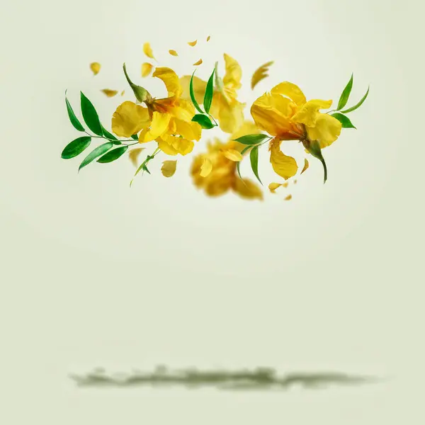 Желтые Летящие Ирисы Цветут Зелеными Листьями Заднем Плане Тенью Креативная Лицензионные Стоковые Фото