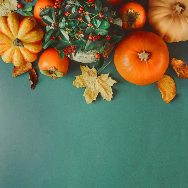 Various Pumpkins Evergreen Bearberry Autumn Leaves Dark Green Background Top Imagen De Stock