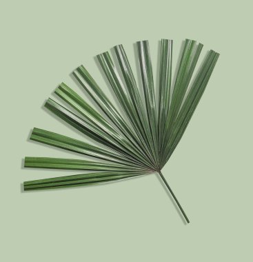 Yeşil zemin üzerinde palmiye yaprağı, üst görünüm