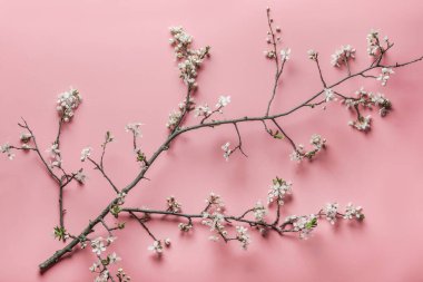 Pembe arka planda beyaz yapraklı kiraz çiçekleri dalları. Mevsimlik çiçeklerle bahar zamanı. Üst görünüm.