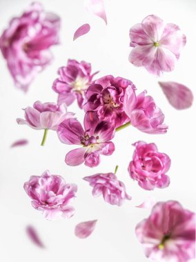 Güzel uçan pembe çiçek ve beyaz arka planda taç yaprakları. Çiçek havalanması konsepti. Ön görünüm.