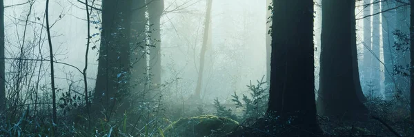 在一个美丽的雾蒙蒙的冬天的早晨 在神秘的森林里 一幅幅树木的全景映衬着阳光 — 图库照片