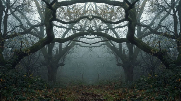 Mirror Image Spooky Forest Framed Oak Trees Twisted Branches Creepy — Stockfoto