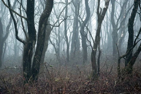 Ein Gespenstischer Wald Mit Bäumen Nebel Einem Beängstigenden Wintertag — Stockfoto