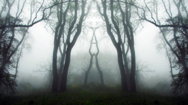 Ürkütücü atmosferik sisli kış ormanlarındaki ağaçların mistik bir yansıması.. 
