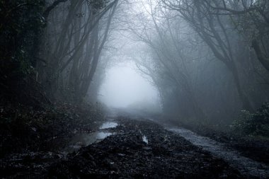 Ormanda sisli bir kış gününde gizemli, ürkütücü bir iz.