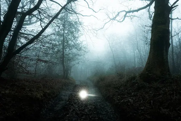 Ürkütücü, parlayan bir ışık küresi. Bir ormanda, ürkütücü bir sisli kış gününde