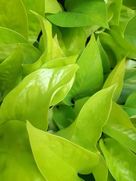 Οργανικό Υπόβαθρο Πράσινα Φύλλα Πράσινα Φύλλα Φυτών — Φωτογραφία Αρχείου