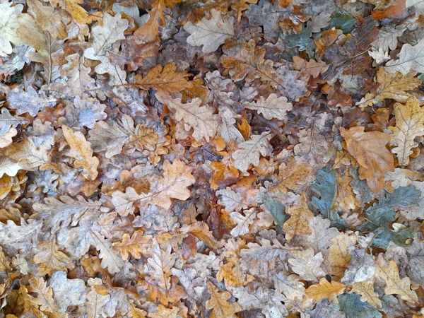 オークドライ葉 倒れたオークの葉 落ち葉からの秋の背景 — ストック写真