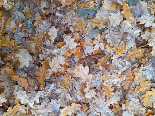 Oak dry leaves. Fallen oak leaves. Autumn background from fallen leaves