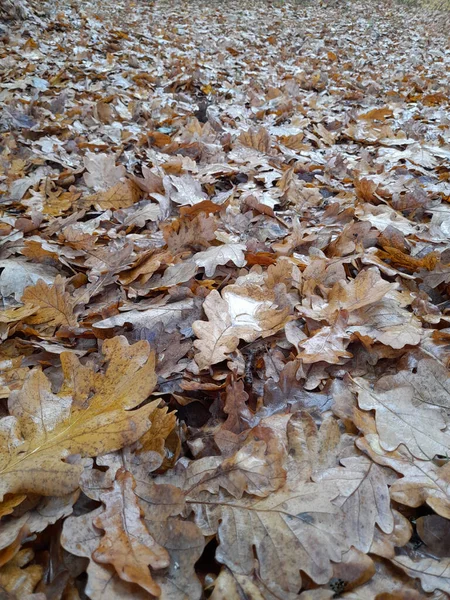 Eiken Droge Bladeren Gevallen Eikenbladeren Herfst Achtergrond Van Gevallen Bladeren — Stockfoto