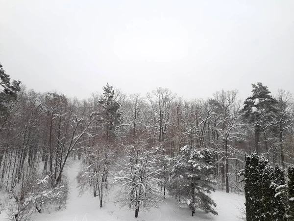 Winterbos Winterlandschap Met Bomen Sneeuw Het Bos — Stockfoto