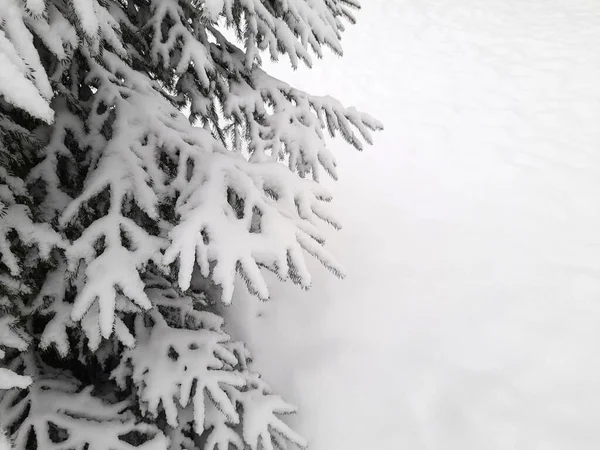 Kerstboom Sneeuw Kerstboomtakken Bedekt Met Sneeuw — Stockfoto