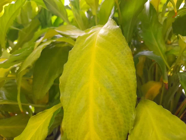 Тло Зеленого Листя Кімнатні Рослини — стокове фото