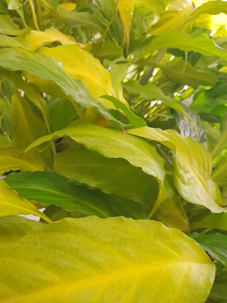 緑の葉からの背景 屋内植物 — ストック写真