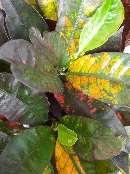 크로톤 크로톤 잎이야 하우스 플랜트 크로톤 엽서에 식물학적 — 스톡 사진
