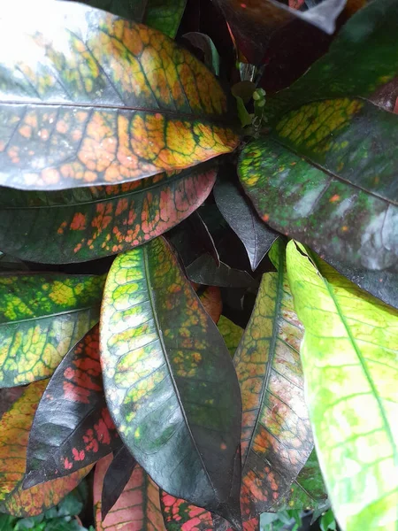 크로톤 크로톤 잎이야 하우스 플랜트 크로톤 엽서에 식물학적 — 스톡 사진