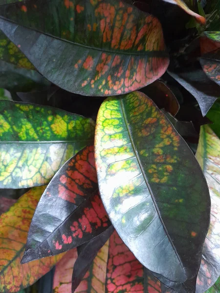 Croton Croton Daun Tanaman Rumahan Croton Latar Belakang Bunga Untuk — Stok Foto