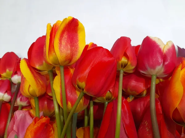 Tulipani Tulipani Primavera Uno Sfondo Leggero Sfondo Biglietto Auguri — Foto Stock