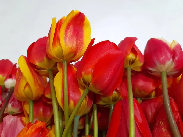 Tulipany Wiosenne Tulipany Jasnym Tle Kontekst Karty Okolicznościowej — Zdjęcie stockowe