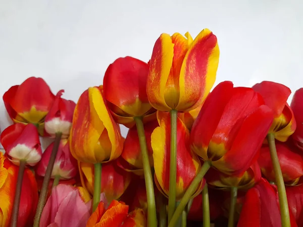 Tulipani Tulipani Primavera Uno Sfondo Leggero Sfondo Biglietto Auguri — Foto Stock