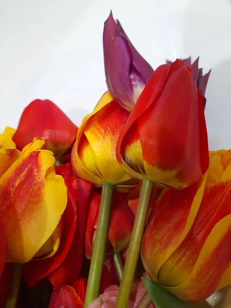 Тюльпани Весняні Тюльпани Світлому Тлі Поле Листівки — стокове фото