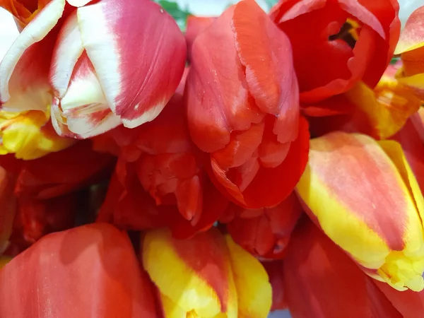Квітковий Фон Квітів Тюльпанів Тло Тюльпанів Вітальна Листівка — стокове фото