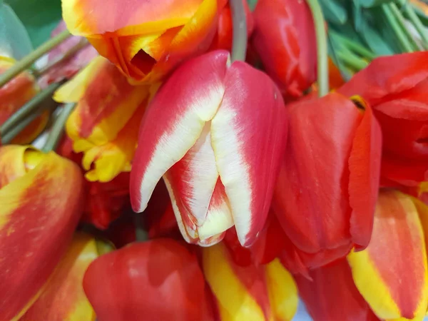 Fondo Floreale Fiori Tulipano Sfondo Tulipani Biglietto Auguri — Foto Stock